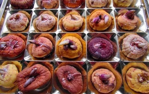 луковицы гладиолусов